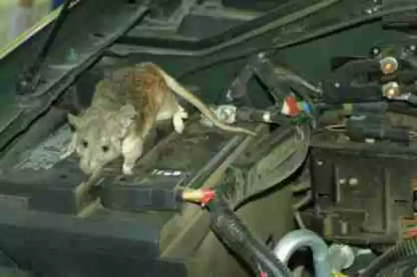 Ways Of Getting Rid Of Rats Or Mice Out Of Your Car Engine